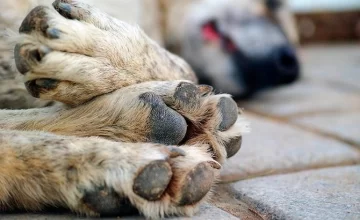 Alarma en 28 de noviembre: aparecieron varios perros envenenados Alarma en 28 de noviembre: aparecieron varios perros envenenados