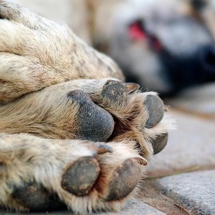 Alarma en 28 de noviembre: aparecieron varios perros envenenados Alarma en 28 de noviembre: aparecieron varios perros envenenados