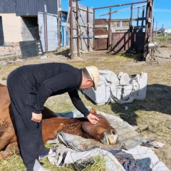 Encontraron a dos caballos heridos y al borde de la muerte: los vecinos denunciaron abandono y maltrato animal 