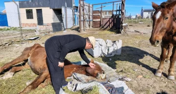Encontraron a dos caballos heridos y al borde de la muerte: los vecinos denunciaron abandono y maltrato animal Encontraron a dos caballos heridos y al borde de la muerte: los vecinos denunciaron abandono y maltrato animal