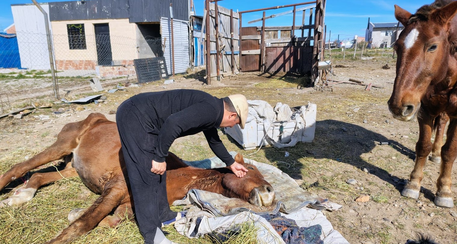  El rescate de dos caballos maltratados en la zona de chacras de Las Heras terminó en un desenlace doloroso. Foto: Jorge Bilbao /La Opinión Austral