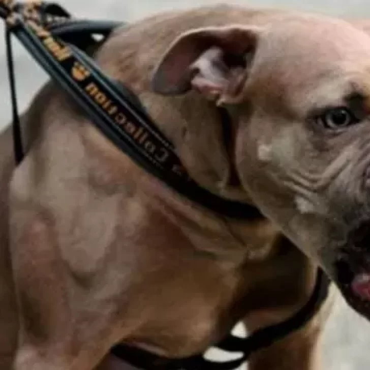 Un pitbull atacó a un cachorro y mordió a un hombre que intentaba defenderlo: “El dueño ni corrió para agarrarlo” Un pitbull atacó a un cachorro y mordió a un hombre que intentaba defenderlo: “El dueño ni corrió para agarrarlo”