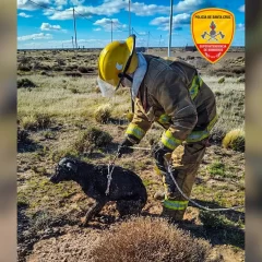 Bomberos salvaron a un perro que había caído en un pozo ciego