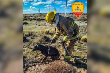 Bomberos salvaron a un perro que había caído en un pozo ciego