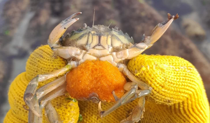 Científicos patagónicos del CONICET identifican “potenciales impactos del cangrejo verde” en la costa argentina