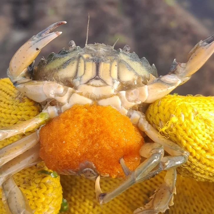 Científicos patagónicos del CONICET identifican “potenciales impactos del cangrejo verde” en la costa argentina