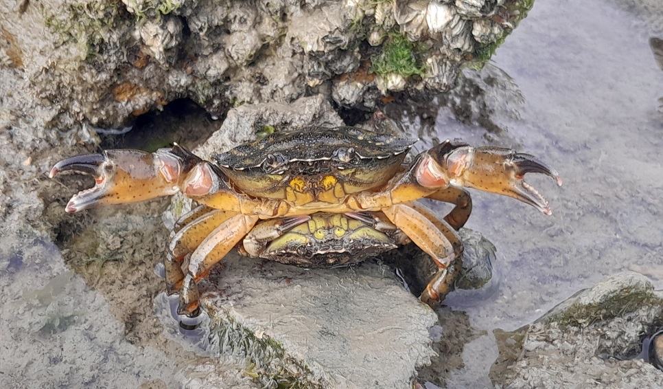 Científicos patagónicos del CONICET identifican &#8220;potenciales impactos del cangrejo verde&#8221; en la costa argentina