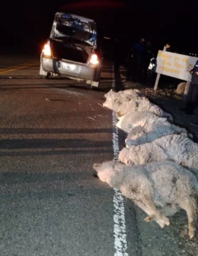 Tentativa de abigeato en Santa Cruz: llevaban ocho ovejas en un auto y los descubrieron en un control policial