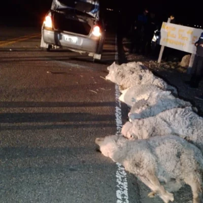 Tentativa de abigeato en Santa Cruz: llevaban ocho ovejas en un auto y los descubrieron en un control policial Tentativa de abigeato en Santa Cruz: llevaban ocho ovejas en un auto y los descubrieron en un control policial