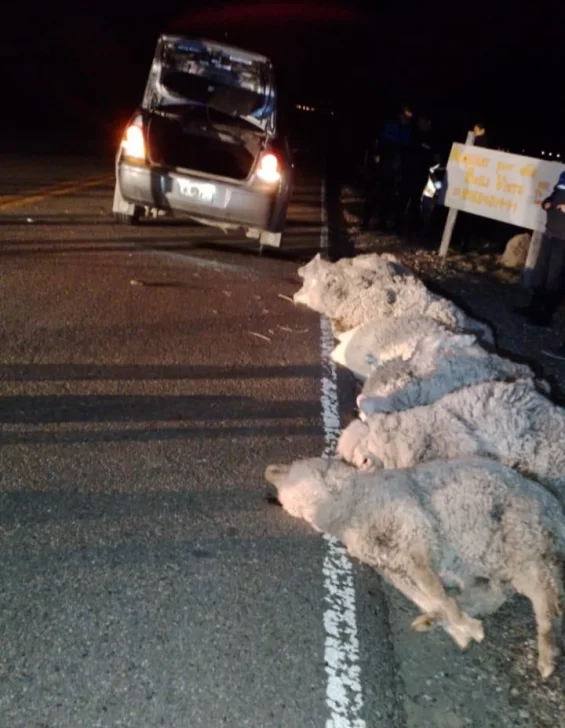 Tentativa de abigeato en Santa Cruz: llevaban ocho ovejas en un auto y los descubrieron en un control policial