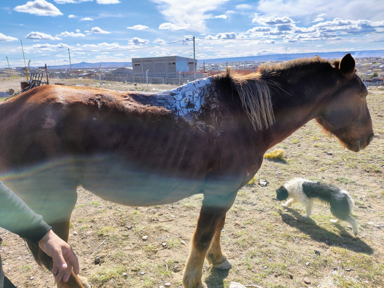  La Justicia ordenó que la notificación se realice sin demoras, habilitando incluso días y horas inhábiles para su cumplimiento.