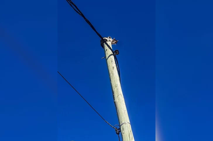 Bomberos rescataron a un gatito en Caleta Olivia: “¡Final feliz!”