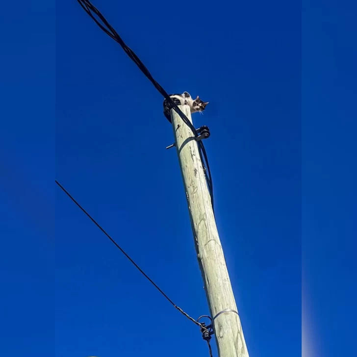 Bomberos rescataron a un gatito en Caleta Olivia: “¡Final feliz!”