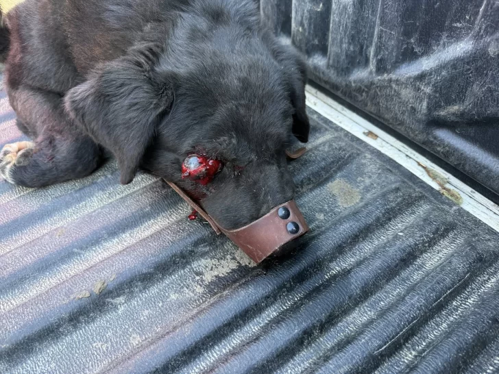  Así encontraron a Roco tras ser atropellado.