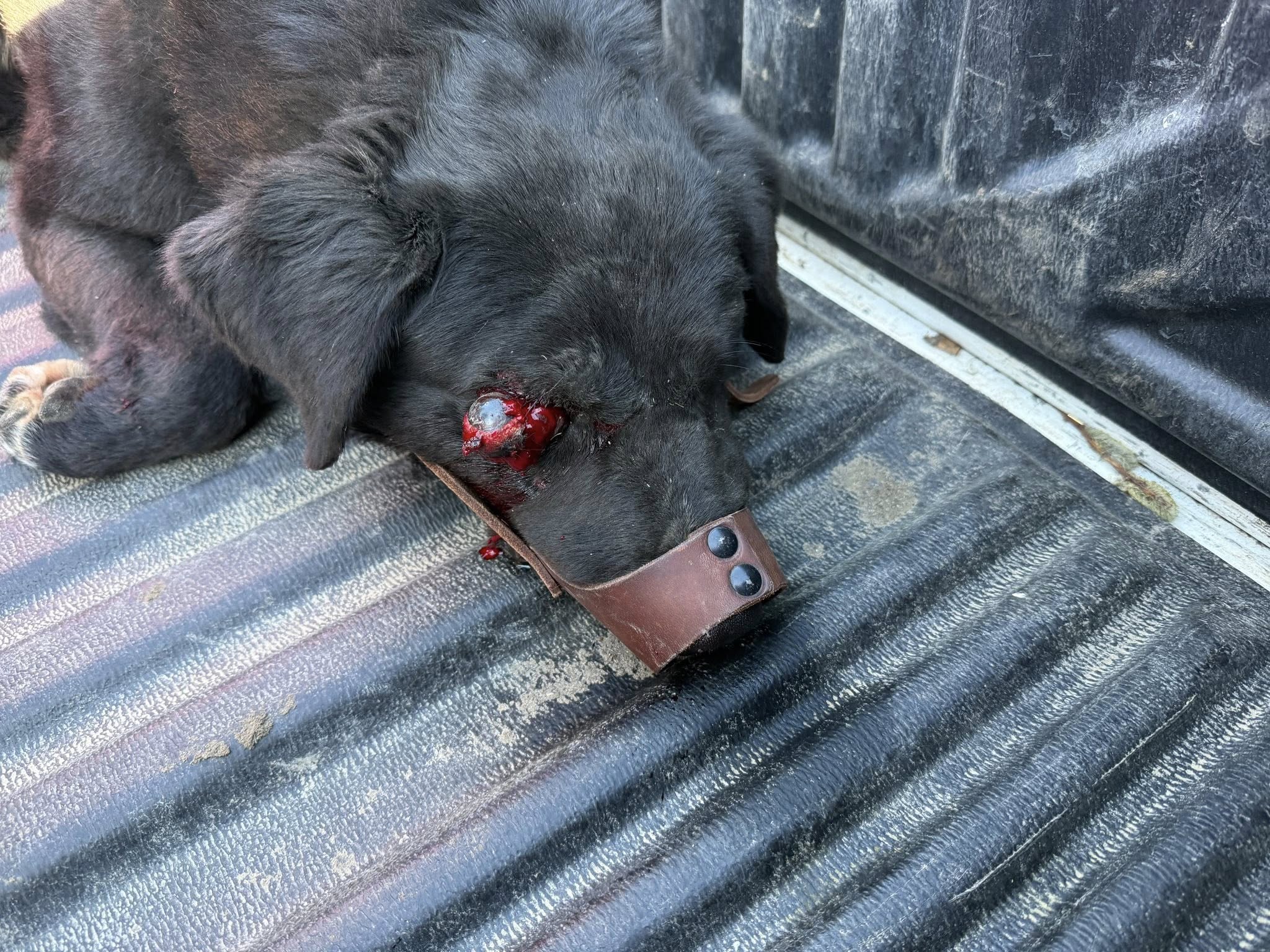  Así encontraron a Roco tras ser atropellado.