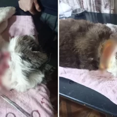Maltrato animal en Río Gallegos: intentaron degollar a un perro en barrio Newbery