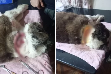 Maltrato animal en Río Gallegos: intentaron degollar a un perro en barrio Newbery Maltrato animal en Río Gallegos: intentaron degollar a un perro en barrio Newbery