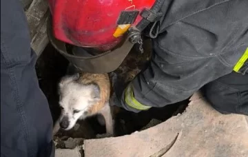 En Río Gallegos: perro quedó atrapado en una cámara cloacal y fue salvado por Bomberos