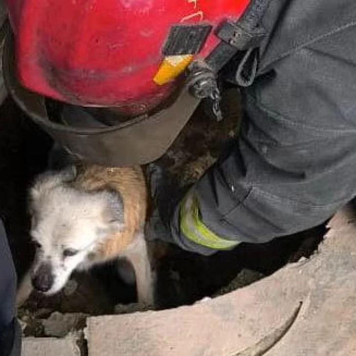 En Río Gallegos: perro quedó atrapado en una cámara cloacal y fue salvado por Bomberos