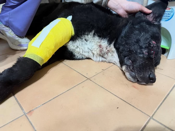 Roco debió ser internado de urgencia: perdió un ojito y una patita requiere movilización diaria.
