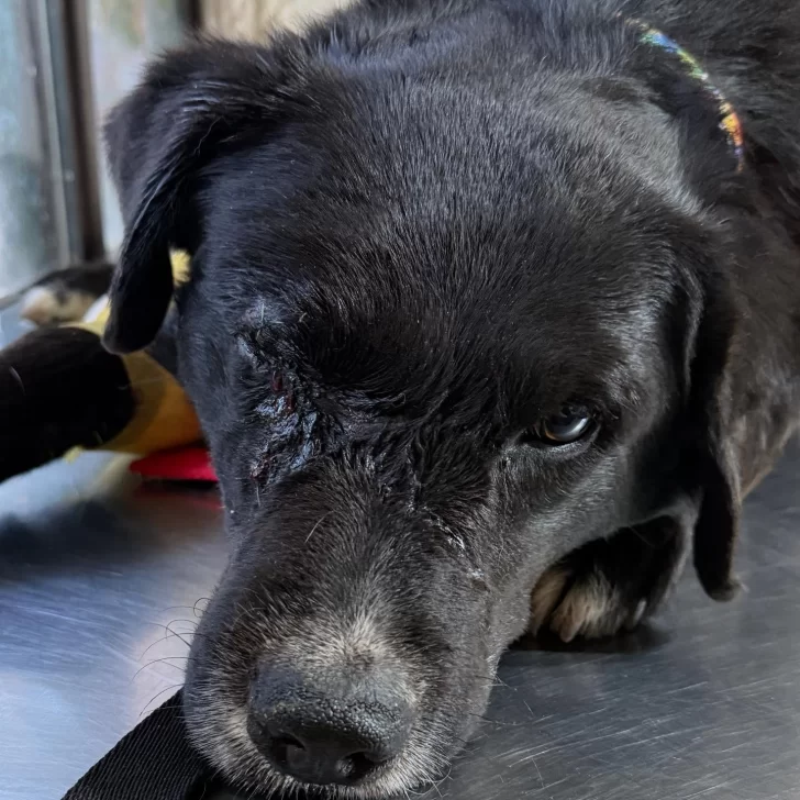 Indignación en Río Gallegos: atropellaron a un perro, lo dejaron a su suerte y perdió un ojo Indignación en Río Gallegos: atropellaron a un perro, lo dejaron a su suerte y perdió un ojo