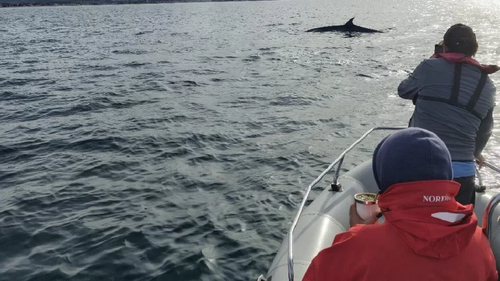  entre abril y junio se acercan a la zona, en la costa del Golfo San Jorge, cerca de 3 mil ejemplares de esta especie. FOTO: CONICET