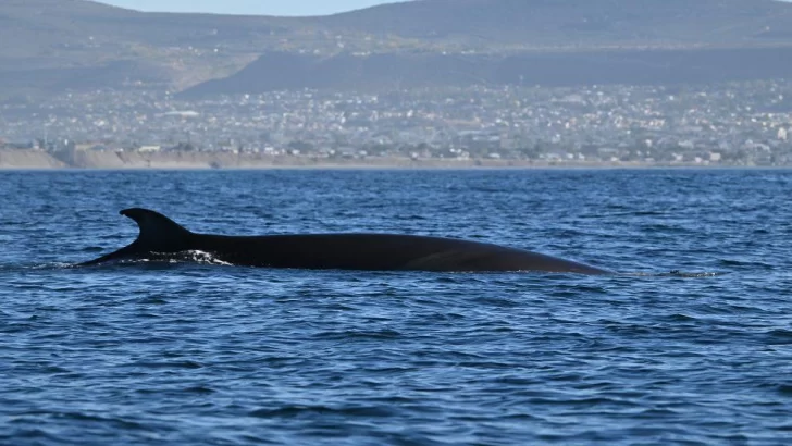 CONICET impulsa el avistaje de ballenas sei en Comodoro Rivadavia