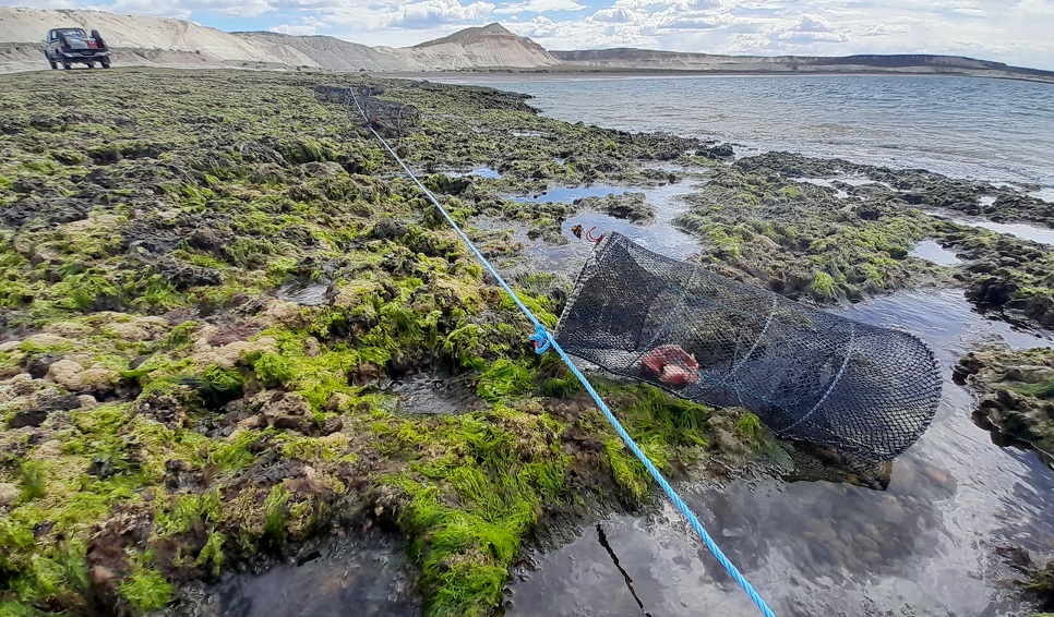  La costa Atlántica de Argentina está invadida por la especia. FOTO: CONICET - CENPAT