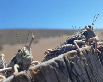 Preocupa en Santa Cruz la llegada de la tucura sapo, el “bicho caníbal” que devora el alimento de los campos Preocupa en Santa Cruz la llegada de la tucura sapo, el “bicho caníbal” que devora el alimento de los campos