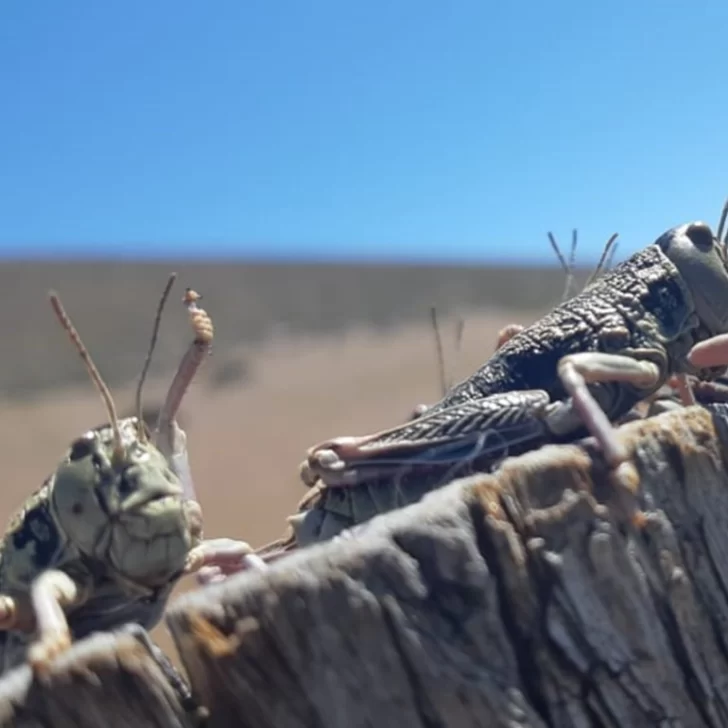 Preocupa en Santa Cruz la llegada de la tucura sapo, el “bicho caníbal” que devora el alimento de los campos Preocupa en Santa Cruz la llegada de la tucura sapo, el “bicho caníbal” que devora el alimento de los campos