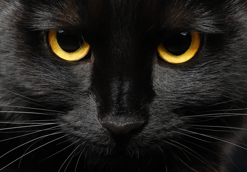 Halloween: por qué no se dan los gatos negros en octubre