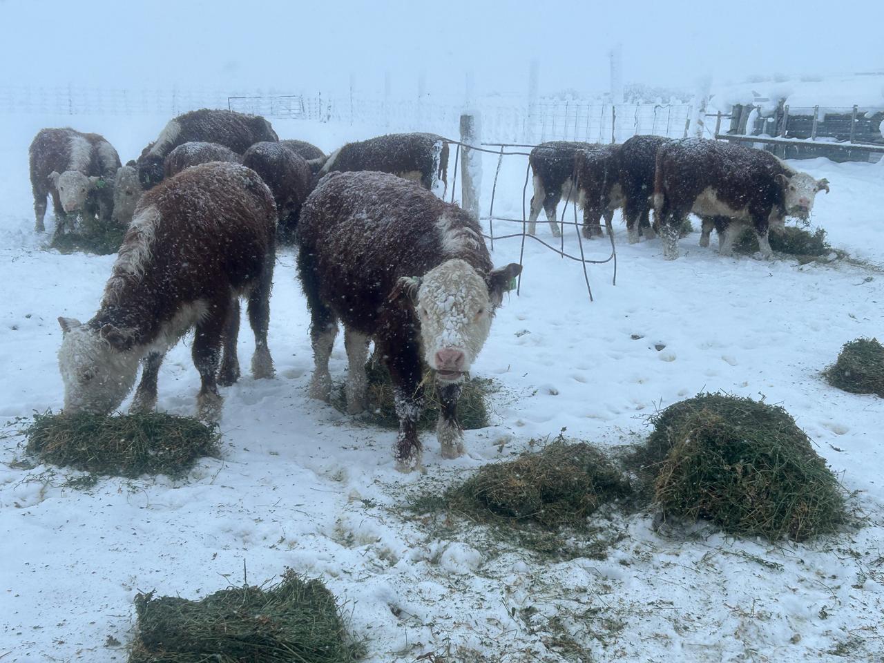 Santa Cruz: cómo se recompuso y qué desafíos se plantea un productor local a un año de la gran nevada