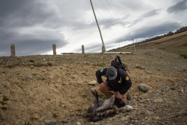 Encontraron un cóndor andino muerto en la Cuenca Carbonífera: &#8220;Este lugar genera un peligro inminente&#8221;