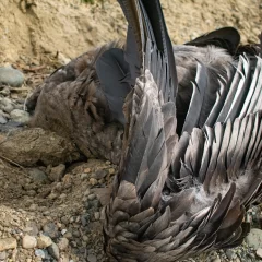 Encontraron un cóndor andino muerto en la Cuenca Carbonífera: “Este lugar genera un peligro inminente”