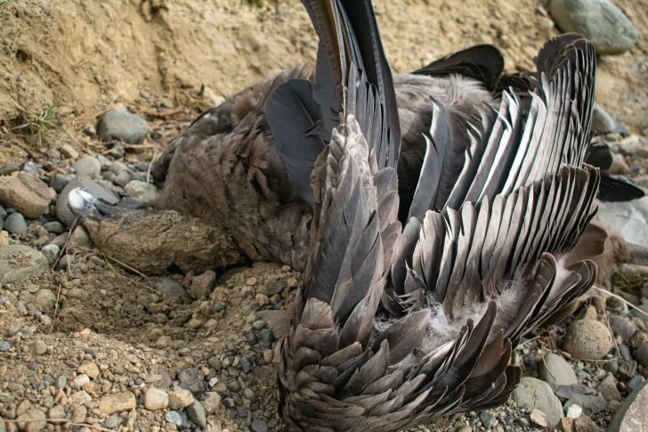 Encontraron un cóndor andino muerto en la Cuenca Carbonífera: “Este lugar genera un peligro inminente”