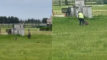 Golpearon a un carpincho hasta dejarlo en estado crítico en un country de Canning Golpearon a un carpincho hasta dejarlo en estado crítico en un country de Canning