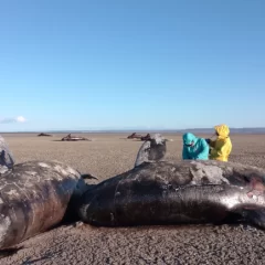 Investigadores estudian el varamiento masivo de 26 orcas tipo D en Tierra del Fuego