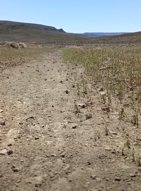  Así avanzan en los campos.