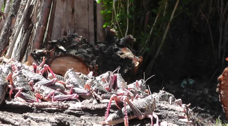  Con la emergencia se busca fortalecer la vigilancia y promover acciones de control temprano.