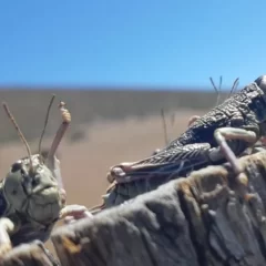 Tucura Sapo: alertan por la eclosión de huevos y piden reforzar el monitoreo en Santa Cruz