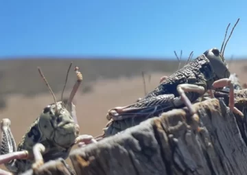 Alerta por la plaga de Tucura Sapo en la Patagonia: “Campo que pasa, arrasa con todo y cuesta recuperarlo” Alerta por la plaga de Tucura Sapo en la Patagonia: “Campo que pasa, arrasa con todo y cuesta recuperarlo”