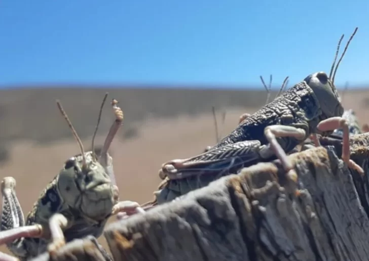  La tucura sapo es un insecto que no transmite enfermedades ni provoca lesiones en humanos.