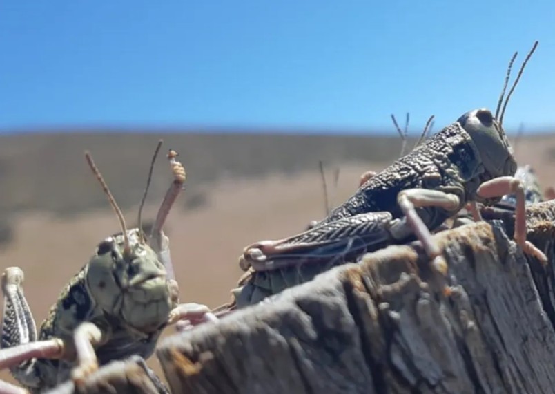  La tucura sapo es un insecto que no transmite enfermedades ni provoca lesiones en humanos.