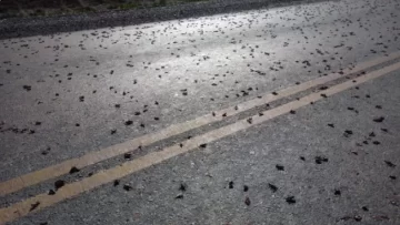 Tucura sapo: pidieron reforzar los controles en establecimientos rurales para evitar plagas incontrolables Tucura sapo: pidieron reforzar los controles en establecimientos rurales para evitar plagas incontrolables