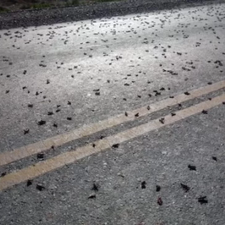 Tucura sapo: pidieron reforzar los controles en establecimientos rurales para evitar plagas incontrolables Tucura sapo: pidieron reforzar los controles en establecimientos rurales para evitar plagas incontrolables