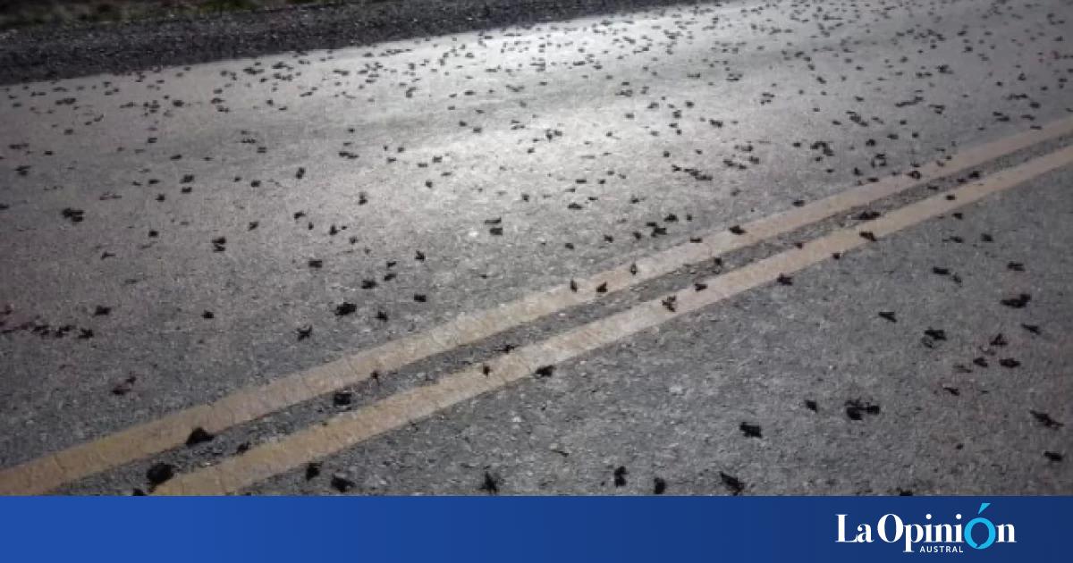 Tucura sapo: pidieron reforzar los controles en establecimientos rurales para evitar plagas incontrolables