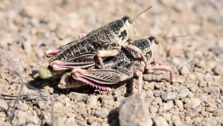  Ocasiona daños severos en las zonas agrícolas y ganaderas afectadas.