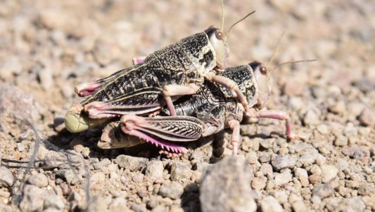  Ocasiona daños severos en las zonas agrícolas y ganaderas afectadas.
