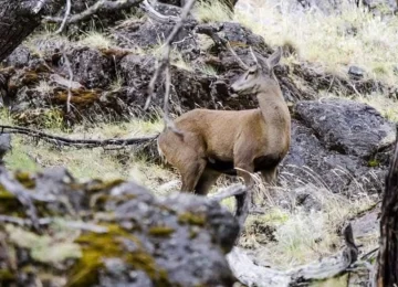 Advierten presencia de jauría en zona donde habita el huemul