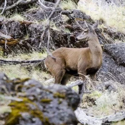 Advierten presencia de jauría en zona donde habita el huemul Advierten presencia de jauría en zona donde habita el huemul